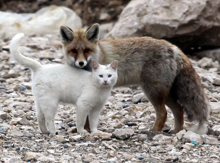 catfox